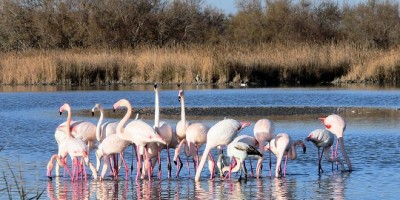 Flamand de Camargue